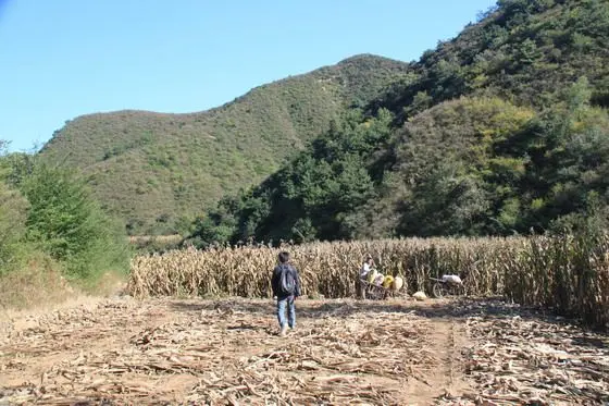 Coming across a corn field. We saw some local farmers collecting ripe corns.