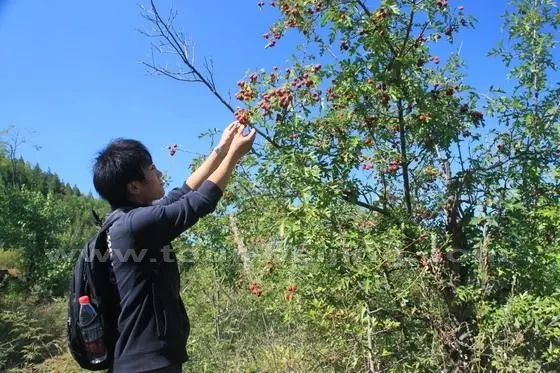 we came across lots of jujube and hawthorn trees laden with fruits.