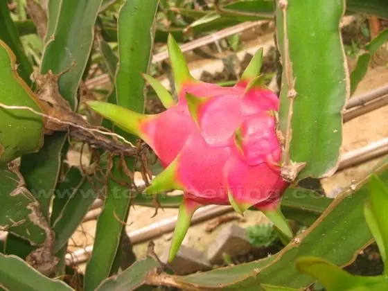 A Dragon fruit Greenhouse