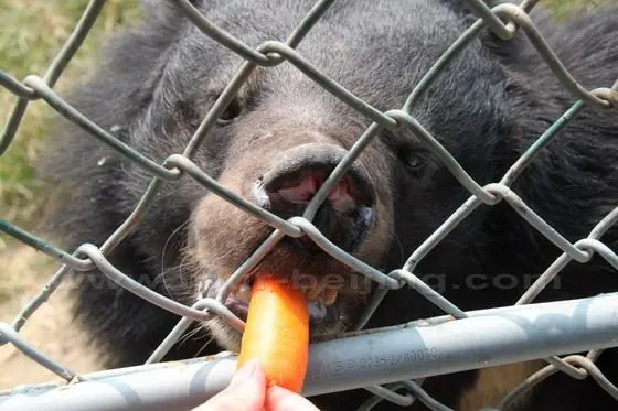A bear is eating a carrot offered by one of the vistors onboard.