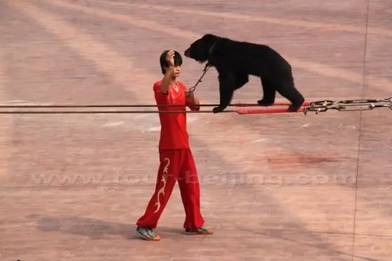 A bear is walking on two ropes.