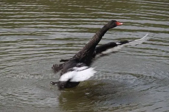 A black swan is starting to fly