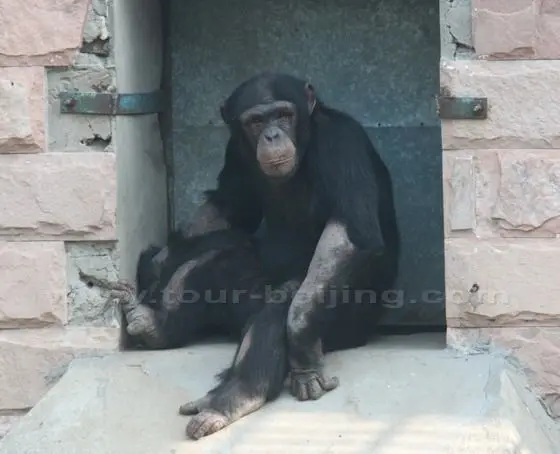 A chimpanzee is looking at us.
