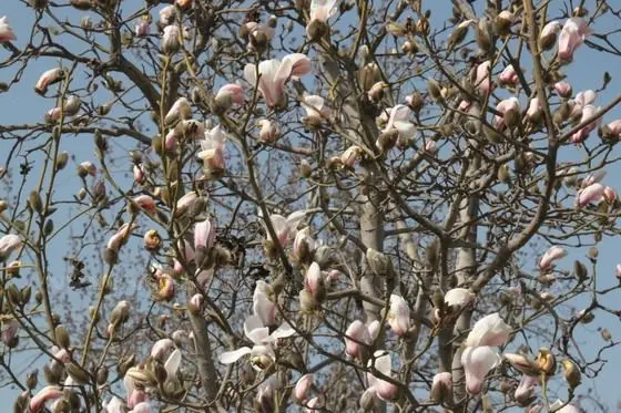 A close look at the blooming Yulan Magnolia tree