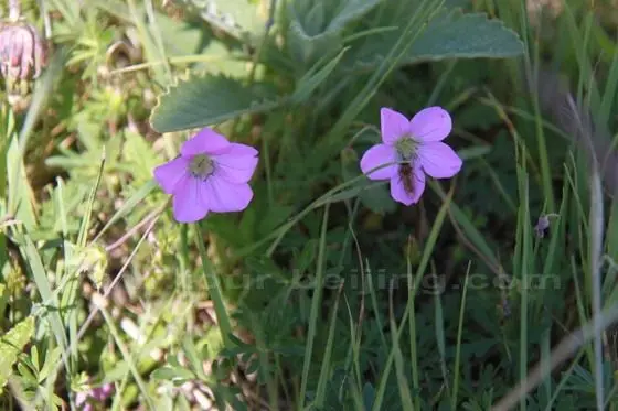 A close look at the flower