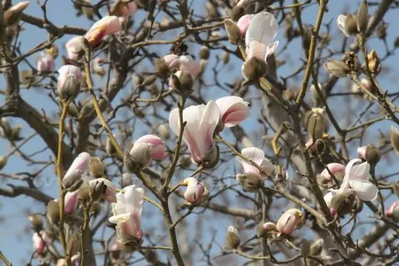 A closer look at the blooming Yulan Magnolia tree