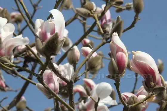 A closest look at the blooming Yulan Magnolia tree.