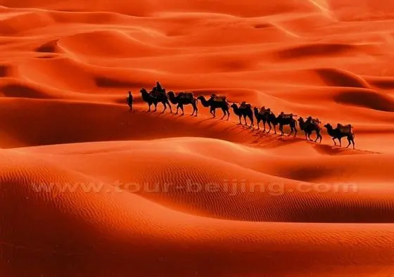 A convoy of camels moving on Taklamakan Desert