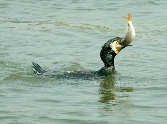A cormorant is catching a fish