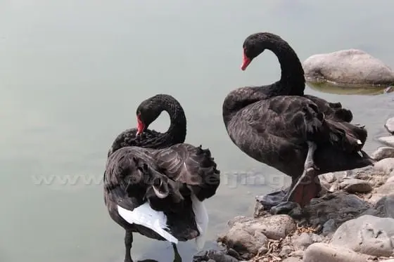 A couple of black swans