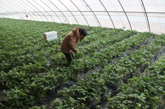 A farm worker is cultivating the strawberry raised beds.