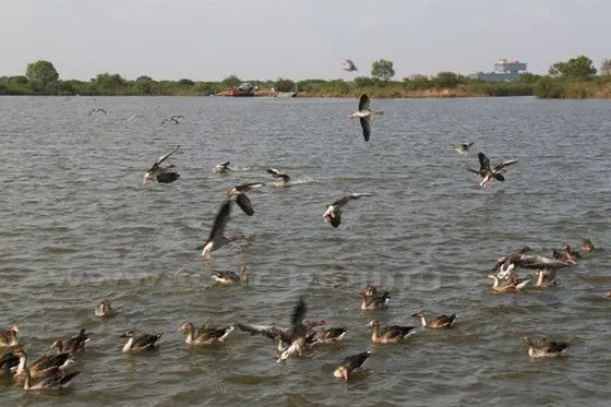 A great number of ducks are playing on the lake