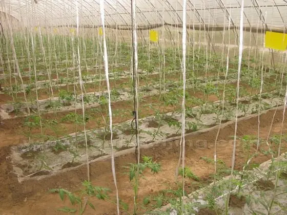 A greenhouse