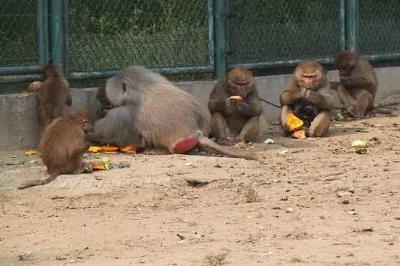 A group of baboons living together,