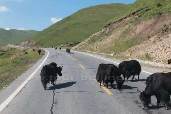 A group of yaks were wandering on the highway.