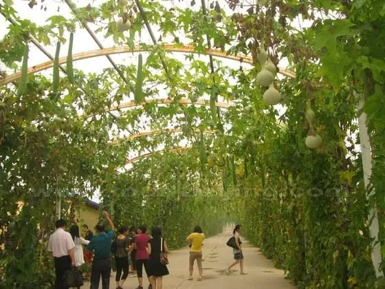 A large towel gourd shed