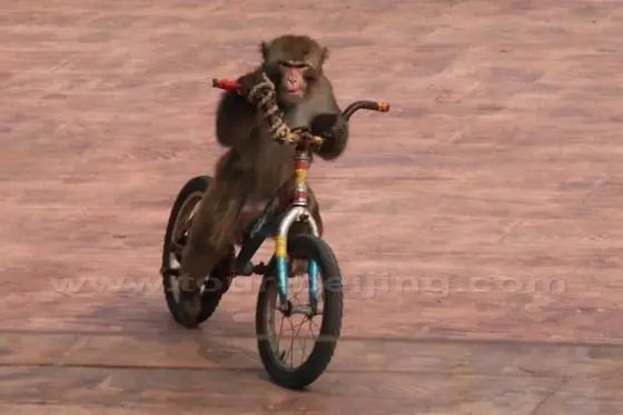 A monkey is riding a bike.