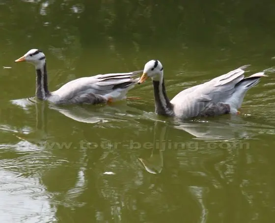 A pintail couple