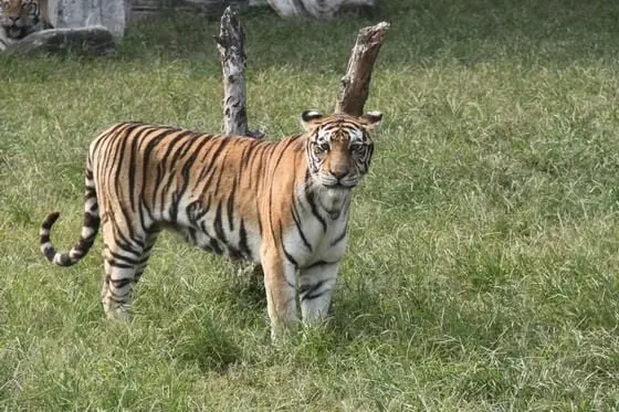 A real tiger is looking at a man born in the year of tiger