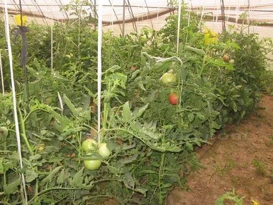 A tomato greenhouse