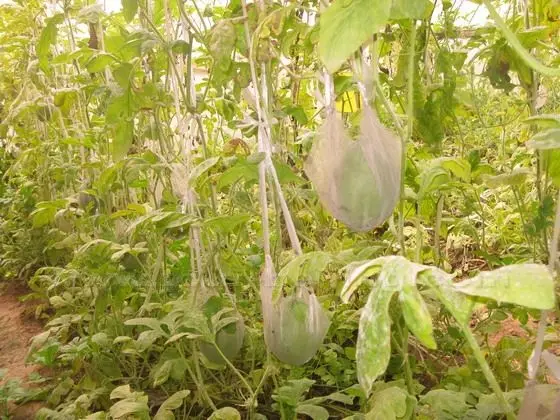A watermelong greenhouse
