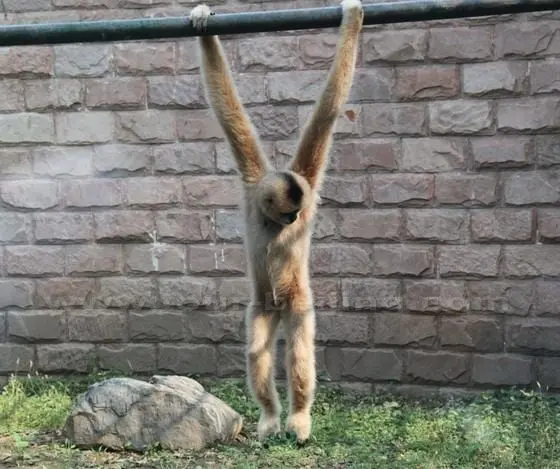 A white cheeked gibbon