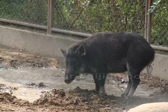 A wild boar