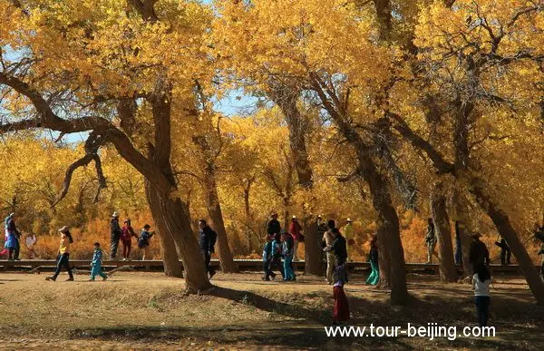 Populus Forest in Ejin Banner (Tips, Photos & Map)