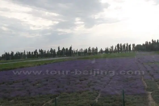 Yining trip - My first trip to Ili Valley