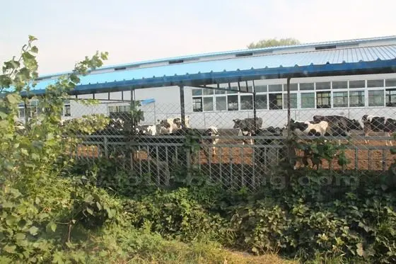 All the cows are breeds of Holstein and Simmental