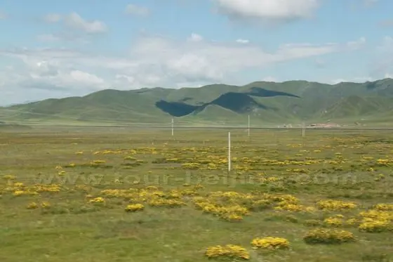Alpine meadows and grassland wildflowers