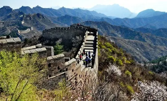 Apricot Blossoms at Jinshanling Great Wall