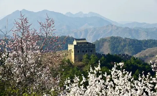 Apricot Blossoms at Jinshanling Great Wall