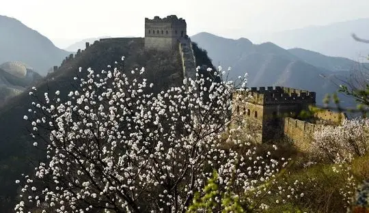 Apricot Blossoms at Jinshanling Great Wall