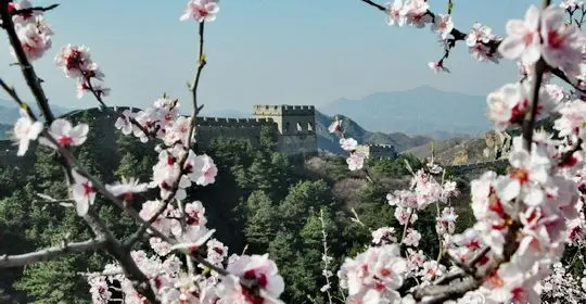 Apricot Blossoms at Jinshanling Great Wall