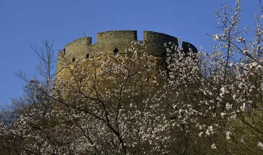 Apricot Blossoms at Jinshanling Great Wall