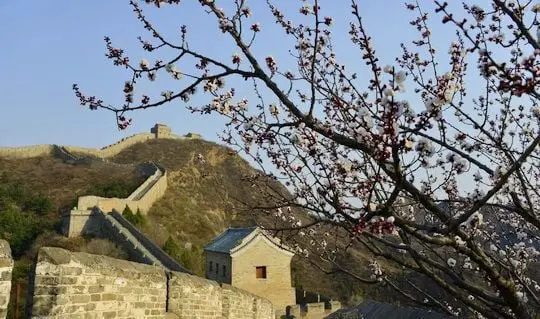 Apricot Blossoms at Jinshanling Great Wall