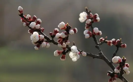 Apricot Flower