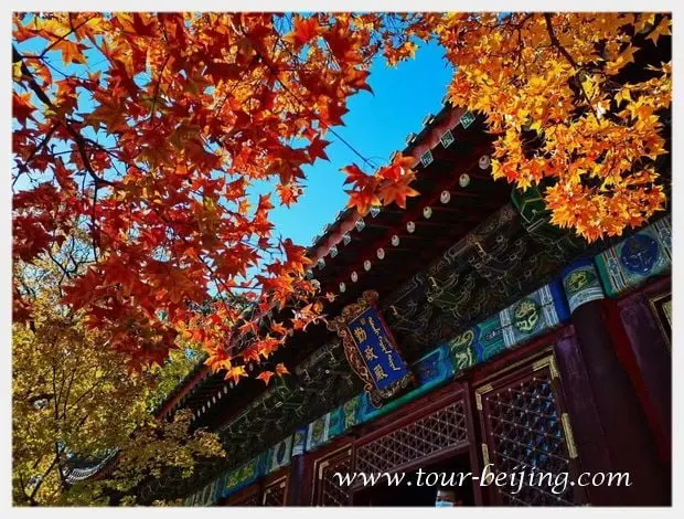 Catch the last fall hues in Beijing