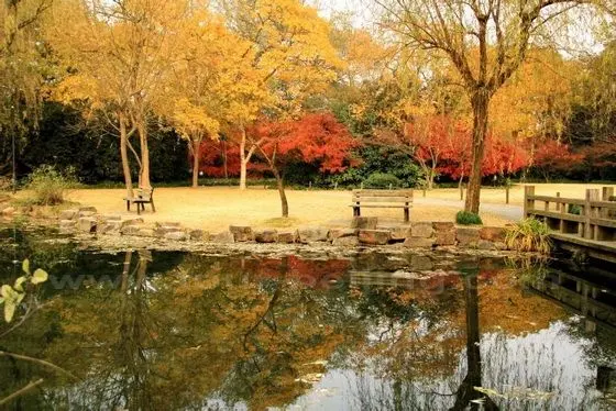 Best Places to See Autumn Leaves in Hangzhou