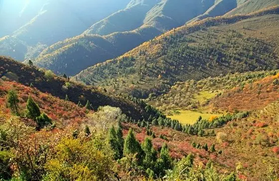 Autumn Leaves at Zhalong Valley in Beishan National Forest Park at Huzhu