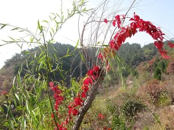 Autumn hues by the side of Jinhai Lake, Pinggu District Beijing