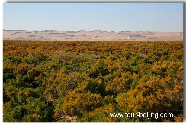 The wild red willows with the soft-silk like sand dunes in a distance