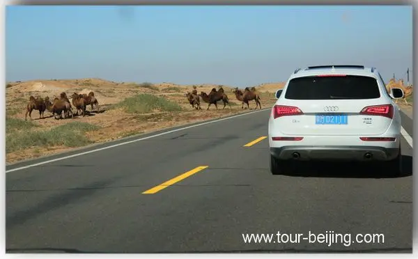 Run into a group of grazing camles