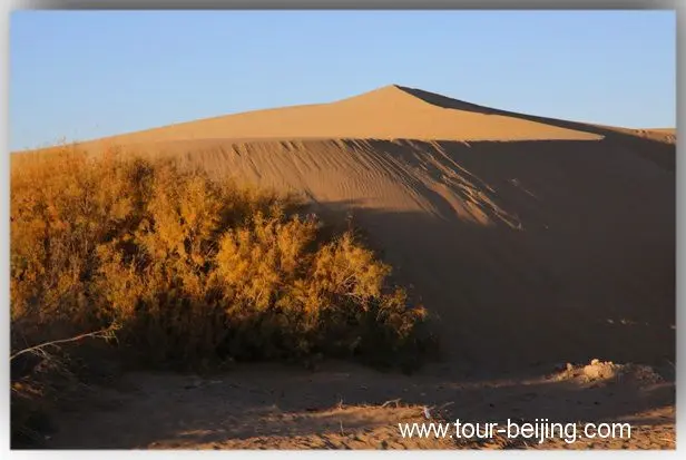 Sand dunes with limited vegetation
