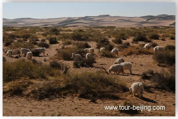 Come across a group of grazing sheep with a backdrop of the soft-silk like sand dunes