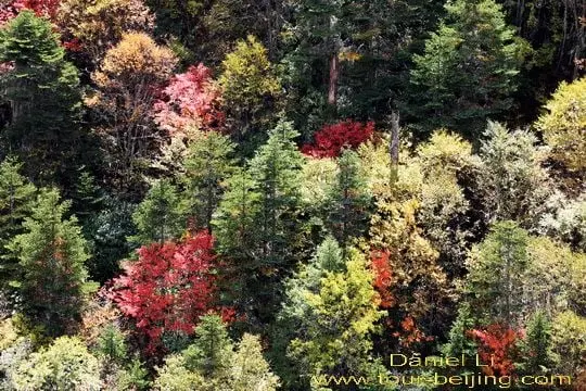 Baima Snow Mountain Autumn Hues