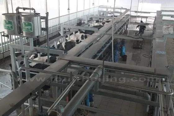 Beijing Green Yard Dairy has its own automatic milking plant.