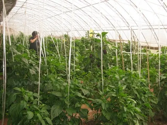 Bell peppers greenhouse