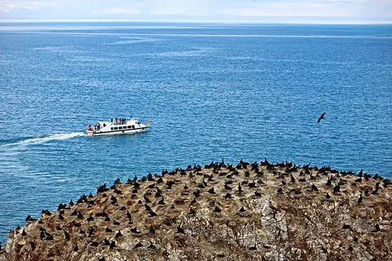 Bird Island